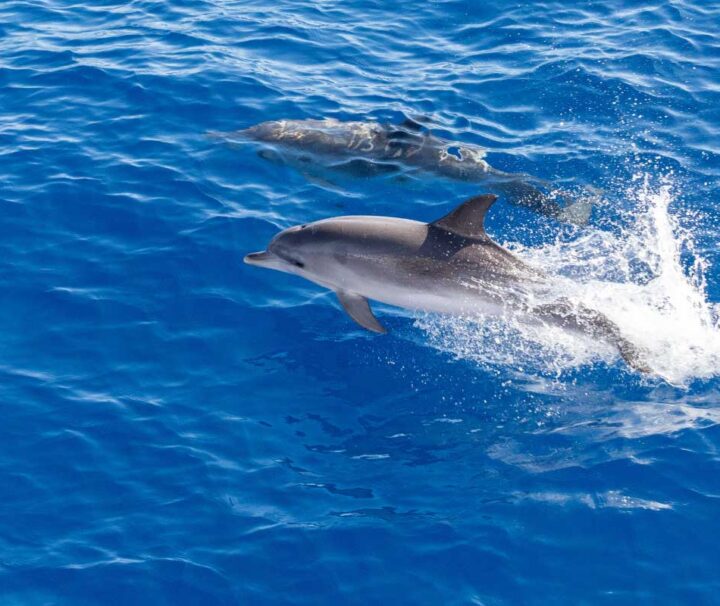 Avvistamento balene e delfini in Catamarano